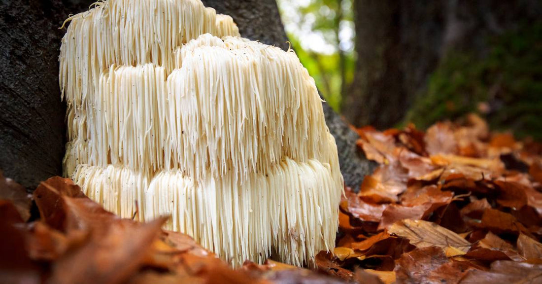 The Power of Functional Mushrooms